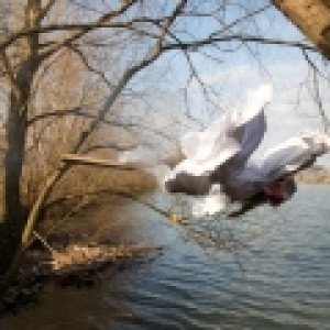 thumbs-mp-03-23-13-83923