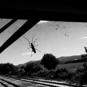 ierny-pasazier-2016-martina-jeskova-ekohotelaci