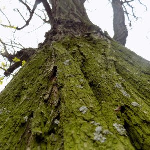 laurencikova-daniela2