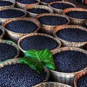 acai