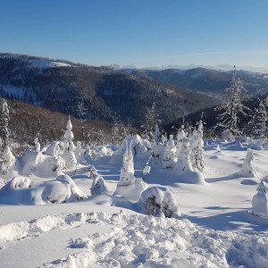 50337684-392350701570739-4589218456091492352-n